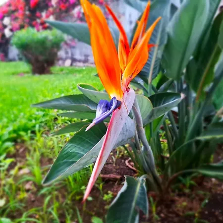 Casa Tranquila * Puerto de la Cruz (Tenerife)